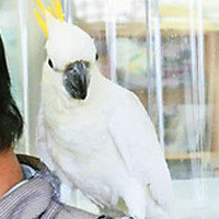 tsubasa2013年に里親が決まったコキサカオウム