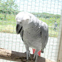 tsubasa2014年に里親が決まったヨウム