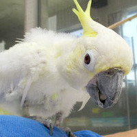 tsubasa2016年に里親が決まったコバタン