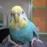tsubasa2014年に里親が決まったセキセイインコ
