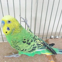 tsubasa2015年に里親が決まったセキセイインコ