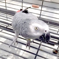 ムータン＠ヨウム（認定NPO法人TSUBASA）