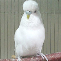 白鵬＠ジャンボセキセイインコ（認定NPO法人tsubasa）