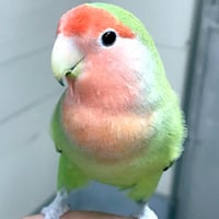 タンタン＠コザクラインコ