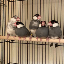 103羽レスキュー文鳥から20羽