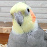 ルイちゃんのお話