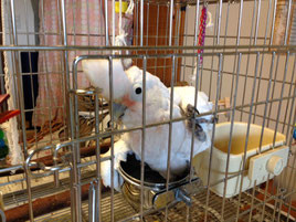 水浴びに夢中になっているところを見つけられて驚くメリーちゃん