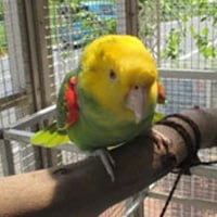 tsubasa2015年に里親が決まったオオキボウシインコ