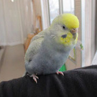 tsubasa2015年に里親が決まったセキセイインコ