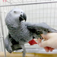 tsubasa2013年に里親が決まったヨウム