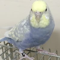 リラ＠セキセイインコ（認定NPO法人tsubasa）