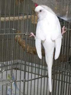 こちらは、時折ふとんがとる謎のポーズです。 疲れないのか心配ですが、長い間こうしています。