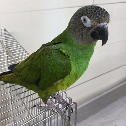 シモ＠シモフリインコ（認定NPO法人tsubasa）