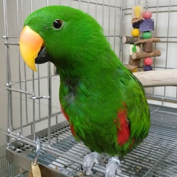 6月／琥太郎＠オオハナインコ