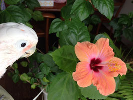 ハイビスカスを覗くメリーちゃん