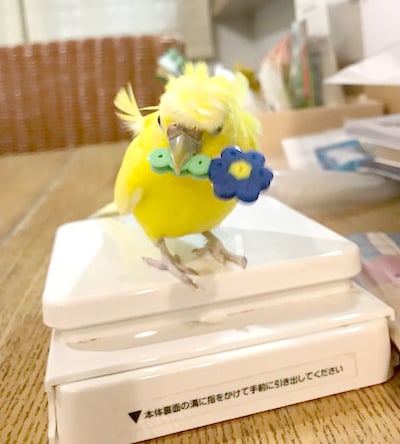 青いビーズで遊ぶぴのちゃん