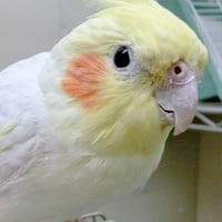 おー次郎ちゃんのお話