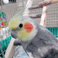 tsubasa2015年に里親が決まったオカメインコ