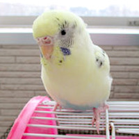 tsubasa2015年に里親が決まったセキセイインコ