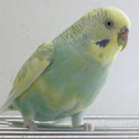 tsubasa2015年に里親が決まったセキセイインコ