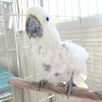 tsubasa2015年に里親が決まったコバタン