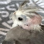 ざぷ(元ZAPP)君＠オカメインコ