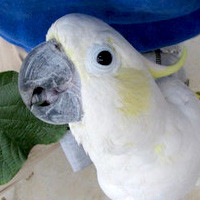 サスケ＠コバタン （認定NPO法人tsubasa）