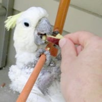 シロウちゃんのお話