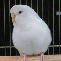 シロ美＠セキセイインコ （認定NPO法人tsubasa）