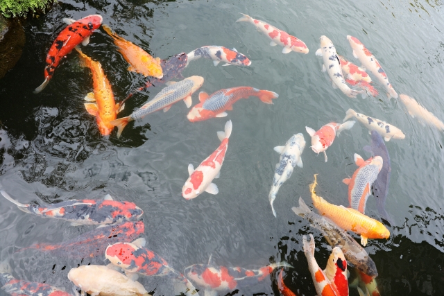 錦鯉＝ニシキゴイ　別名：泳ぐ宝石・水中宝石