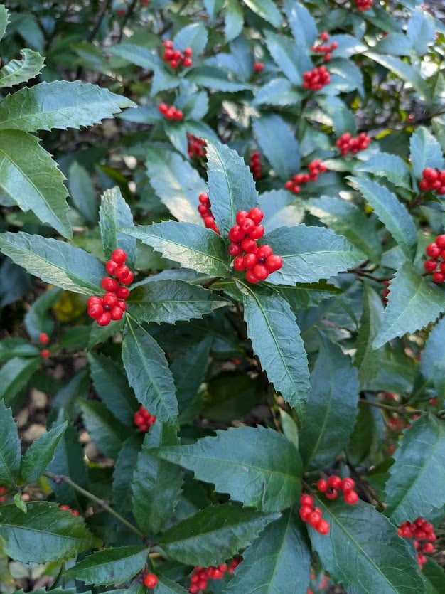 お正月ならではの縁起が良い植物「千両＝せんりょう」