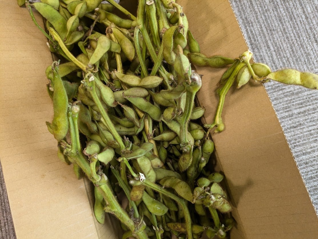 日本のグルメ 日本の枝豆 丹波篠山 黒豆の枝豆 玉川農場