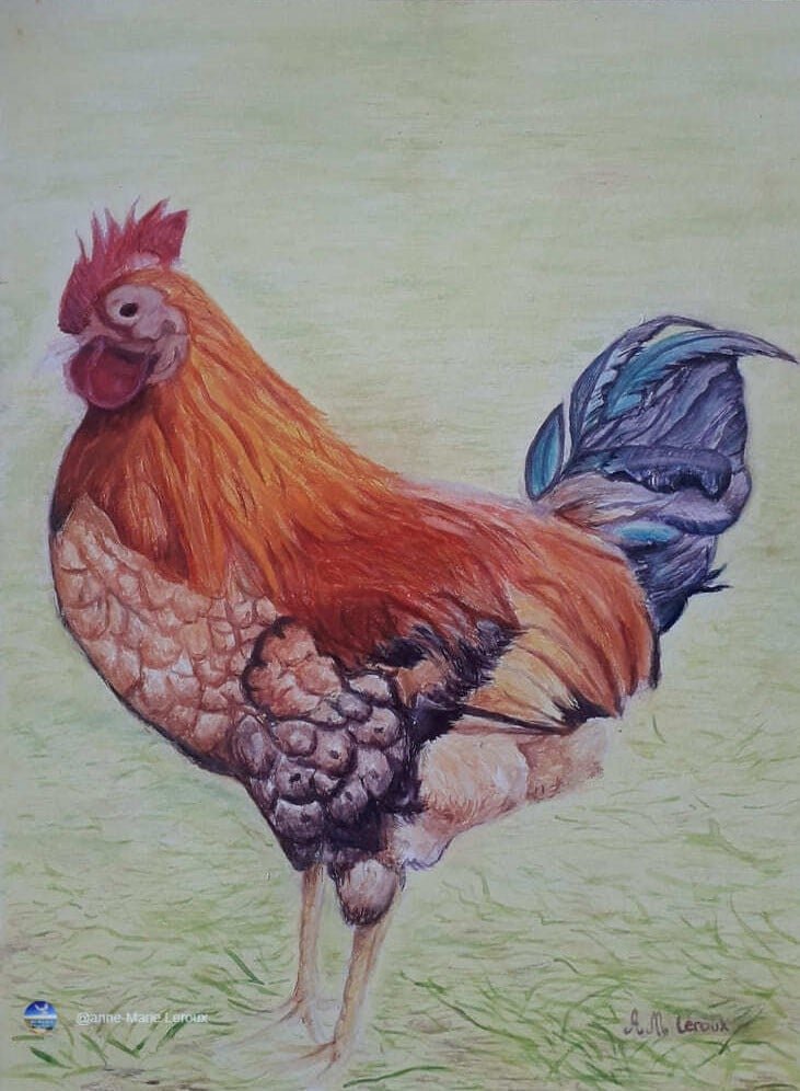 Coq africain éclatant.