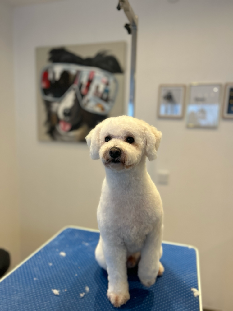 Pflege, Wellness und Entspannung für Ihren Hund - im Hundesalon