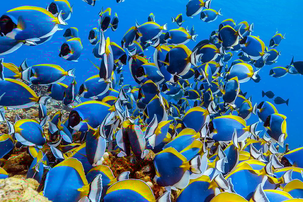 南国の魚の大好物