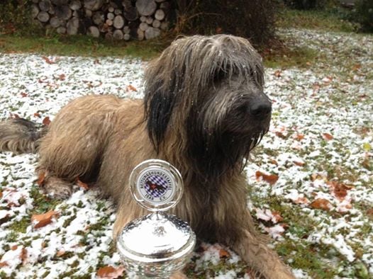 Torro aus unserem B-Wurf hat die Begleithundeprüfung als Bester mit vorzüglich bestanden.