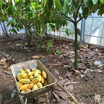 カカオポッドの収穫