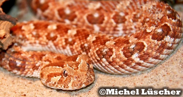 Bitis caudalis Namaqualand