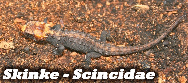 Skinke - Scincidae