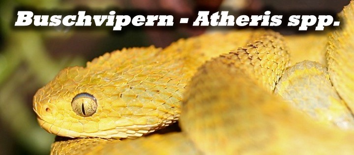 Buschvipern - Atheris spp.