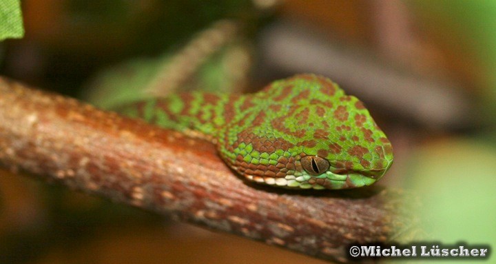 Trimeresurus venustus  1.0