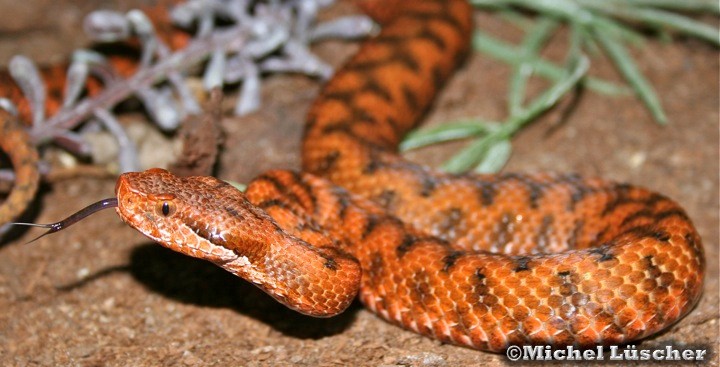 Vipera aspis aspis  0.1