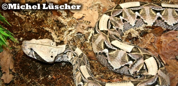 Bitis gabonica  0.1