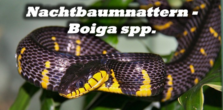 Nachtbaumnattern - Boiga spp.