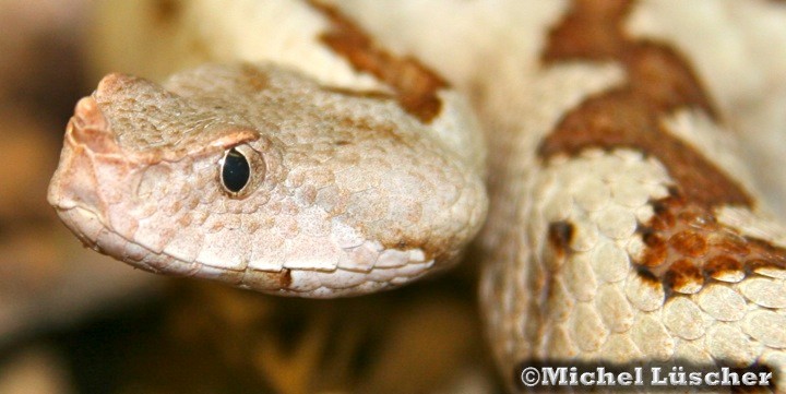 Vipera ammodytes  0.1