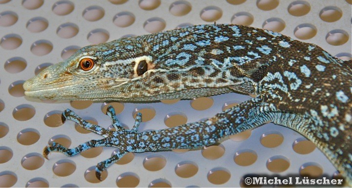 Varanus macraei