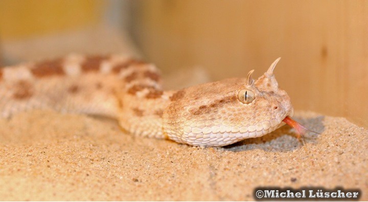 Cerastes cerastes cerastes  0.1