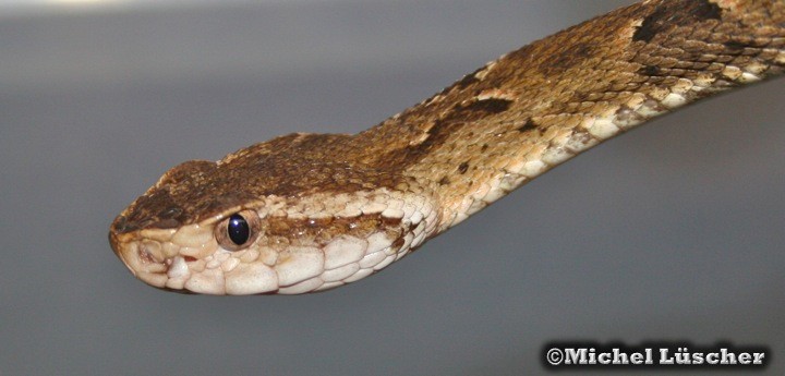 Bothrops atrox  0.1