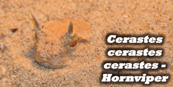 Cerastes cerastes cerastes - Hornviper