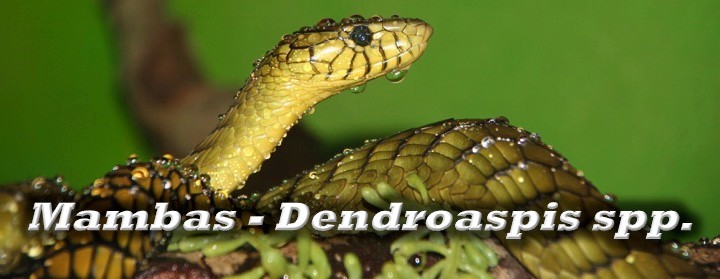 Mambas - Dendroaspis spp.